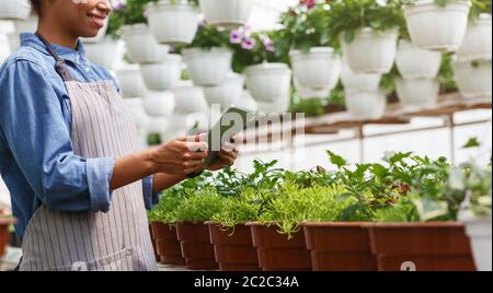 Agriculture moderne et culture de plantes. Fille afro-américaine en tablier et avec tablette numérique, gère les processus en serre Banque D'Images