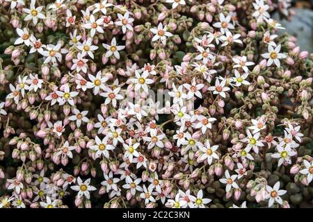 Stonecrop Sedum dasyphyllum fleur blanche, rocarie, fleurs de jardin de roche Banque D'Images