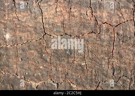 Close up l'écorce des arbres à la texture background Banque D'Images