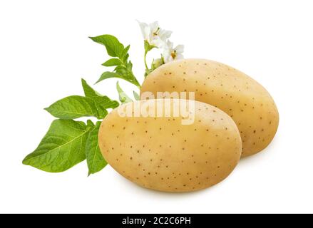 Pommes de terre crues avec des feuilles vertes et fleurs isolé sur fond blanc Banque D'Images