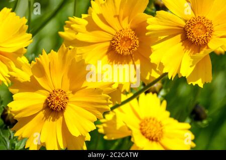 Coreopsis lanceolata fleurs Lanceleaf Tickseed Banque D'Images