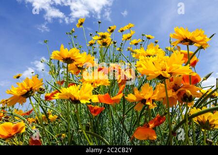 Coreopsis lanceolata Lanceleaf Tickseed Banque D'Images