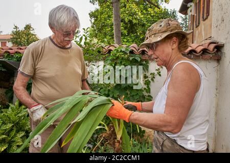 Couple senior travaillant dans le jardin ensemble s'aidant les uns les autres Banque D'Images