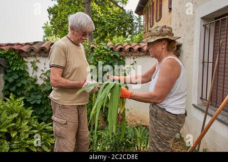 Couple senior travaillant dans le jardin ensemble Banque D'Images