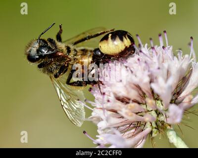 Araignée Napoléon (Synema globosum) mangeant des abeilles sur la fleur de knautia. Banque D'Images