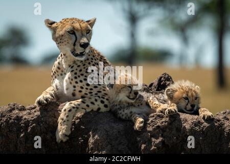 Le guépard se trouve à côté d'oursons endormis sur mound Banque D'Images