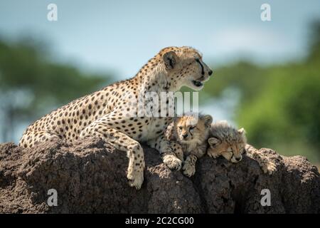 Le guépard se trouve sur mound à côté de deux oursons Banque D'Images