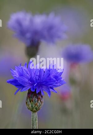 Bleuets Centaurea cyanus Banque D'Images