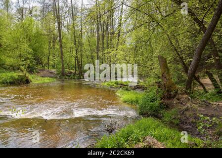 Avis de cascades sur la rivière Tanew réserve naturelle en Tanwia Nad en Pologne orientale Banque D'Images