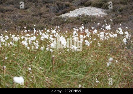 La culture de l'herbe de coton (Eriophorum angustifolium) sur les terres en friche du Nord du pays de Galles, au Royaume-Uni Banque D'Images