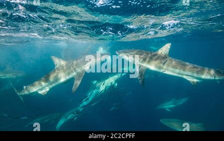 Requins baleiniers en bronze se nourrissant d'une boule d'appât à la sardine. Banque D'Images