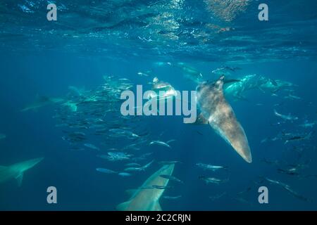 Requins baleiniers en bronze se nourrissant d'une boule d'appât à la sardine. Banque D'Images