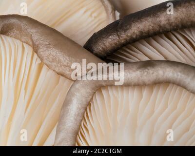gros plan sur les champignons des huîtres