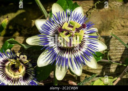 Fleur de passion (passiflora caerulea) plante de fleur d'été blanche bleue qui est une vigne d'escalade vivace semi-vervivace à feuilles casiduques avec des fruits orange Banque D'Images