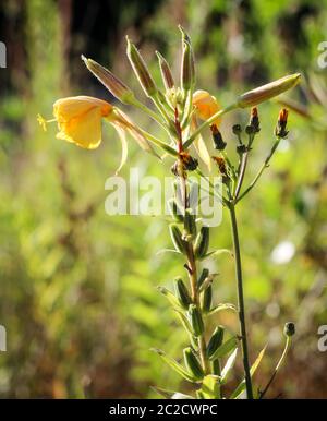 gros plan des fleurs jaunes d'une plante Banque D'Images