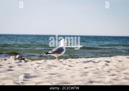 un mouette sur la plage de la mer baltique Banque D'Images