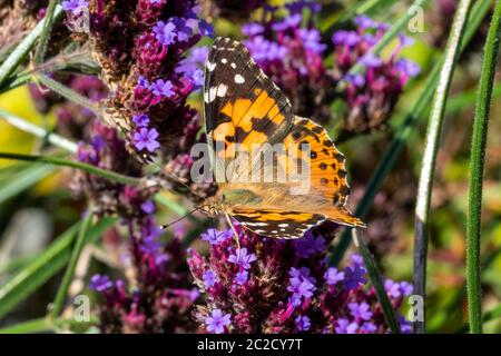 Papillon lady peint (Vanessa cardui) avec ailes écarchées reposant sur une fleur de verveine bonariensis Banque D'Images