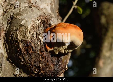 Champignon bulbeux orange trouvé sur un grand pommier, connu sous le nom de crochet déchiquable, ce n'est pas une bonne nouvelle pour l'arbre. Banque D'Images