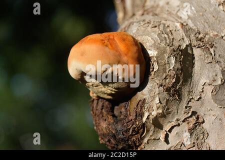 Champignon bulbeux orange trouvé sur un grand pommier, connu sous le nom de crochet déchiquable, ce n'est pas une bonne nouvelle pour l'arbre. Banque D'Images