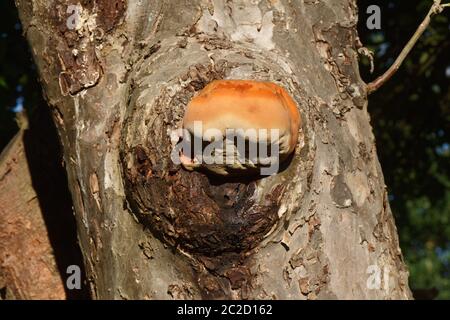 Champignon bulbeux orange trouvé sur un grand pommier, connu sous le nom de crochet déchiquable, ce n'est pas une bonne nouvelle pour l'arbre. Banque D'Images