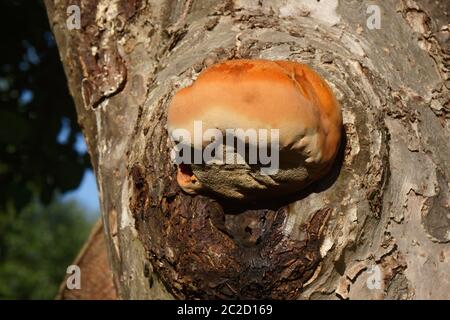 Champignon bulbeux orange trouvé sur un grand pommier, connu sous le nom de crochet déchiquable, ce n'est pas une bonne nouvelle pour l'arbre. Banque D'Images