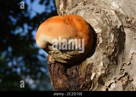 Champignon bulbeux orange trouvé sur un grand pommier, connu sous le nom de crochet déchiquable, ce n'est pas une bonne nouvelle pour l'arbre. Banque D'Images