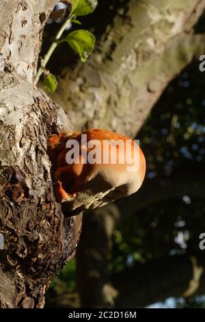 Champignon bulbeux orange trouvé sur un grand pommier, connu sous le nom de crochet déchiquable, ce n'est pas une bonne nouvelle pour l'arbre. Banque D'Images