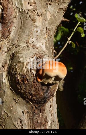 Champignon bulbeux orange trouvé sur un grand pommier, connu sous le nom de crochet déchiquable, ce n'est pas une bonne nouvelle pour l'arbre. Banque D'Images