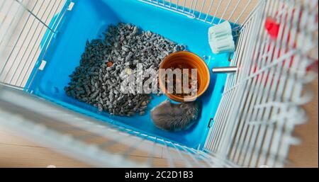 Vue de dessus du hamster à l'intérieur de la cage Banque D'Images