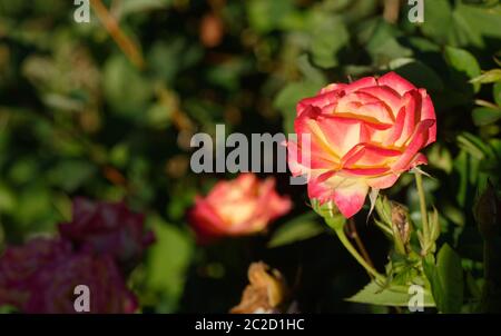 Gros plan d'une rose rose et jaune avec une faible profondeur de champ Banque D'Images