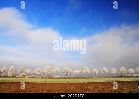 Avenue de l'érable de la forêt, arbres avec des gelées, Bavière, Allemagne, Europe Banque D'Images