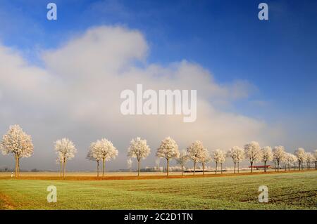 Avenue de l'érable de la forêt, arbres avec des gelées, Bavière, Allemagne, Europe Banque D'Images