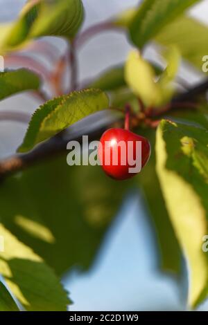 Un seul fruit de cerise accroché à une branche Banque D'Images