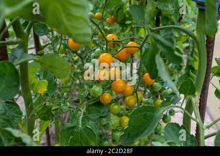 petites tomates jaunes et encore mûres vertes sur l'arbuste dans le jardin en été Banque D'Images