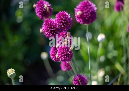 de nombreuses abeilles sauvages se collectent sur du pollen violet d'ail décoratif pour le miel Banque D'Images