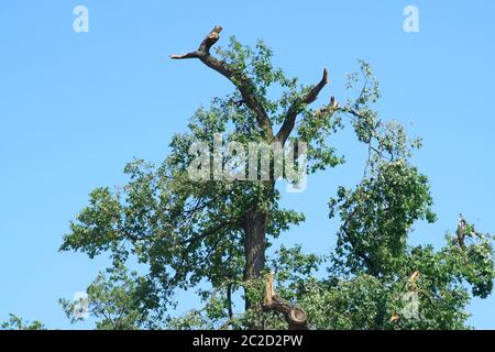 L'arbre d'un chêne scié avec branches après une tempête. Banque D'Images