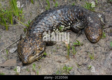 Lézard à dos de shingleback se prélassant au soleil du matin. Banque D'Images