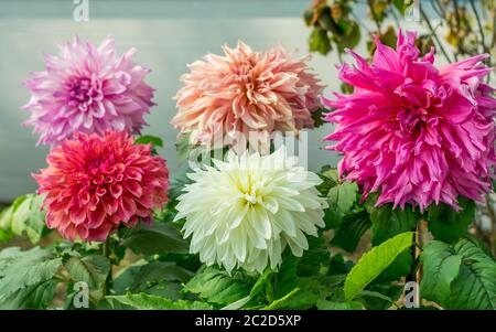 Rose Blanc et rouge, un Guldavari Fleur plante herbacée vivace bien aimer floraison au début du printemps à la fin de l'été. Une fleur très populaire pour les ga Banque D'Images