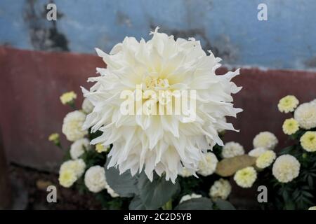 Guldavari blanc Fleur plante, une plante herbacée vivace des plantes. C'est un amour soleil floraison au début du printemps à la fin de l'été. Une fleur très populaire pour Banque D'Images