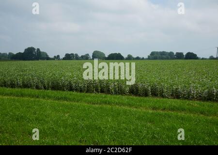 Broad Bean également connu sous le nom de Fava Beans (Vicia faba) croissant dans le nord de l'Angleterre, pendant l'été, East Yorkshire, England, UK, GB. Banque D'Images