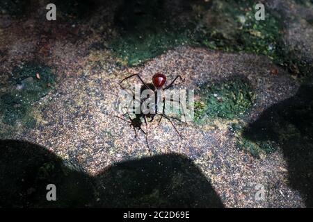 Grand ant dans le parc national de Taman Negara, Malaisie Banque D'Images