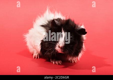 Un gros plan d'un mignon petit cochon sur fond rouge. Banque D'Images