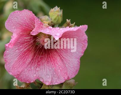 Rosea à fleurs roses Stockrose Alcea dans le jardin de la ferme Banque D'Images