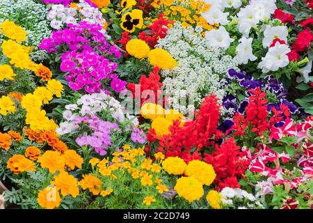 Assortiment de tulipes multicolores. Des fleurs de printemps de printemps lumineux de couleurs. Jaune, rouge, violet, blanc, bleu, vert. Toile fond floral. Copier Sp Banque D'Images