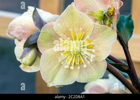 Helleborus x ballardiae 'Cinnamon Snow' plante florale d'hiver Banque D'Images