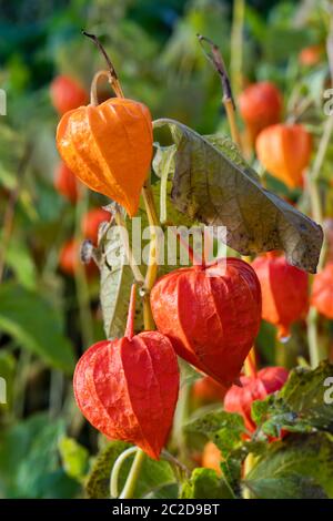 Physalis alkekengi var. Franchetii 'Zwerg' fruit avec husk communément appelé lanterne chinoise Banque D'Images