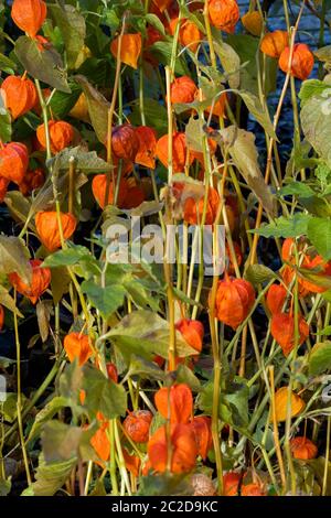 Physalis alkekengi var. Franchetii 'Zwerg' fruit avec husk communément appelé lanterne chinoise Banque D'Images