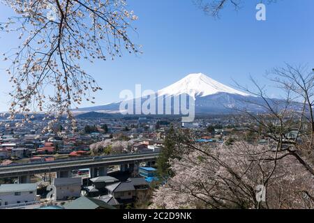 Les rives du nord de Kawaguchiko où les cerisiers sont plantés pendant 1,2 km le long du lac et la Pagode de Chureito sont les vues les plus pittoresques peuvent être capturées c Banque D'Images