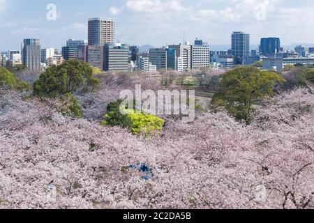 Les ruines du château de Fukuoka sont situées au milieu de la ville dans le parc Maizuru. Il a été construit au début du XVIIe siècle et était autrefois le TH Banque D'Images