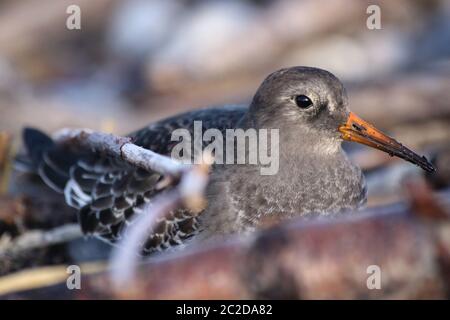 Sandpiper violet (Calidris maritima) à Heligoland. Banque D'Images